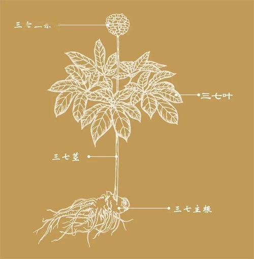 七花筑梦:云南白药搭建开放共享赋能的数字三七产业平台