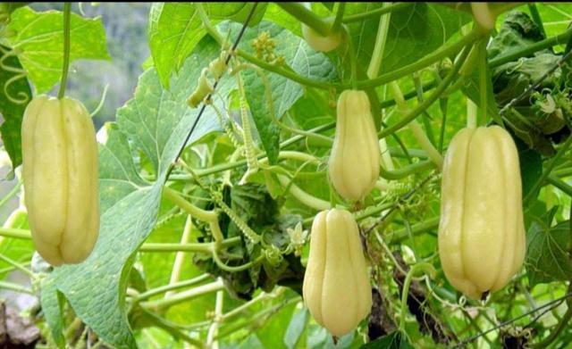 这种单株结果的瓜类,富人都爱吃,吃了对身体好,是蔬菜也是水果