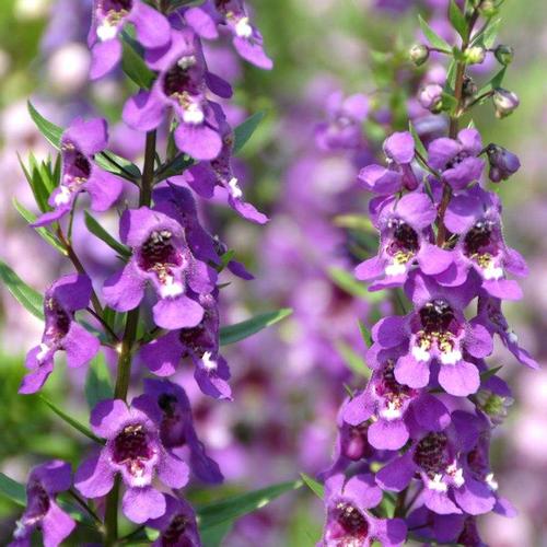 金鱼草图片金鱼草花图片金鱼草植物图片