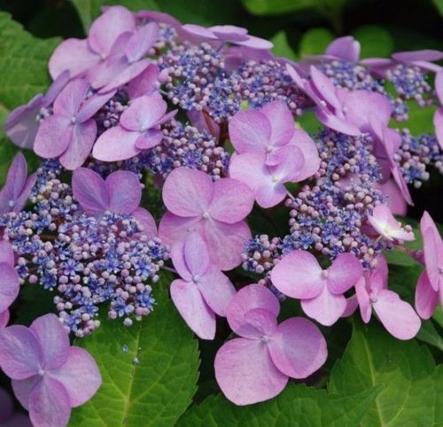 大花绣球"塔贝" "tabe" 花色:紫红色至紫色