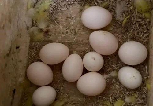 网上卖的虎皮鹦鹉蛋是真的吗?