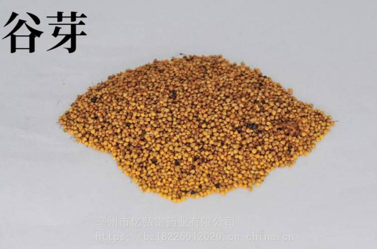 中药材谷芽的药用价值 谷芽批发