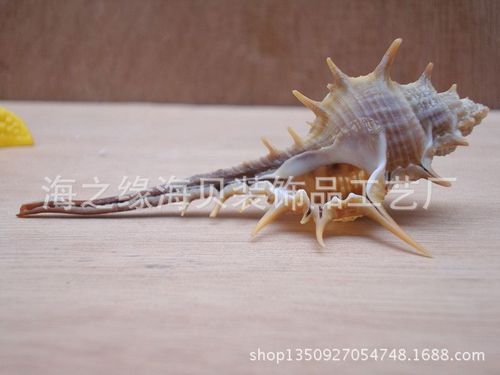 厂家直批 天然长刺螺小刺螺女巫骨螺 贝壳海螺 diy装饰摆设 批发