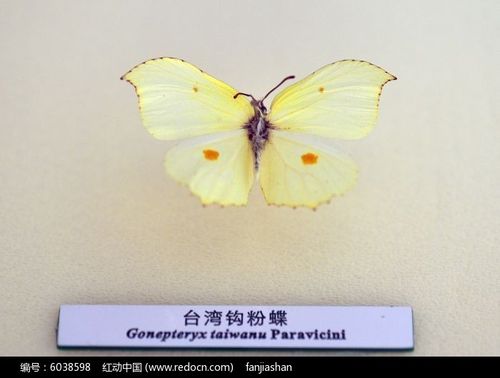 台湾钩粉蝶