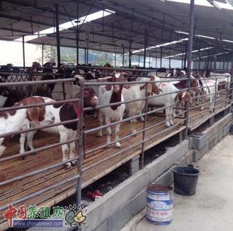 羊场建设-技术频道