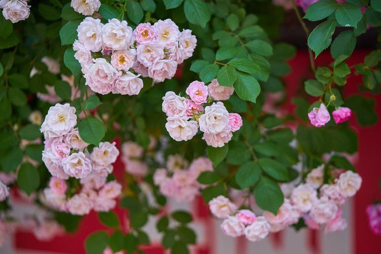 姬蔷薇盆景怎么养护