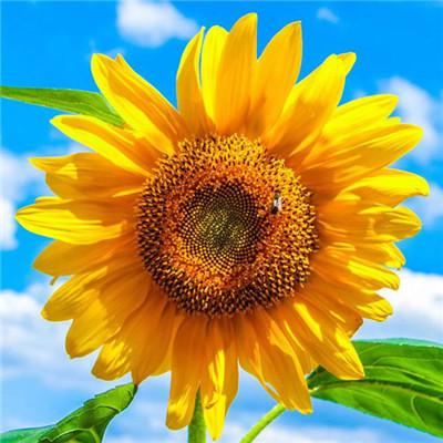 微信最吉利的好看头像旺运2018 带来好运的微信头像图片