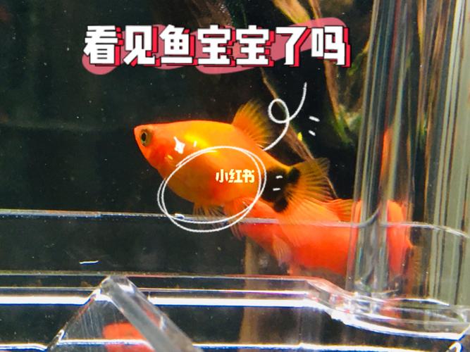 我家的米奇鱼生宝宝啦!96_米奇_隔离_鱼肚_宠物