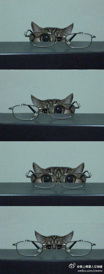 超好玩的喵星人,大眼瞪小眼~~(转)