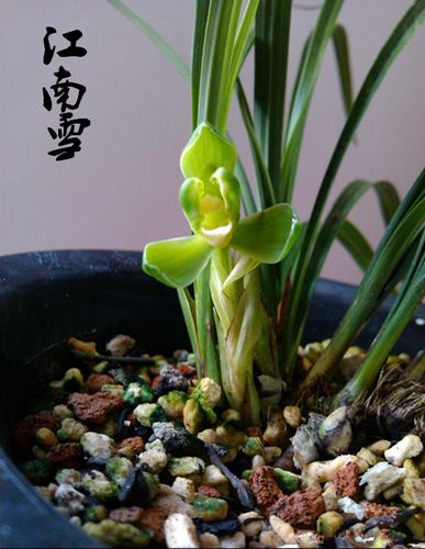 原生下山春兰兰花苗浓香 江南雪铭品梅瓣室内盆景花卉