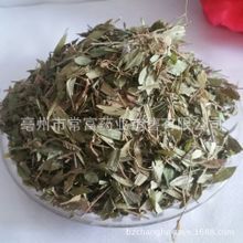 新鲜瓜子金 金锁匙 瓜子草 多年生植物苗 药材 产后草
