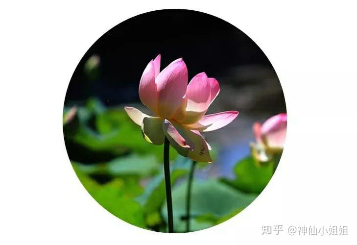 哪一首现代诗成了你长久的精神食粮?