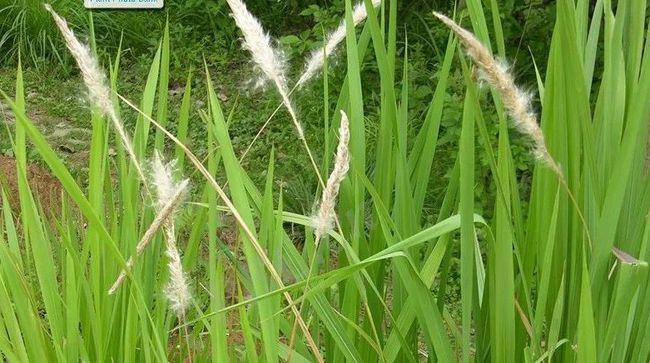 一味白茅根治病大功效学会妙用17种病皆可治疗