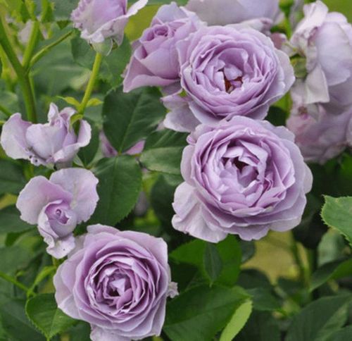 推举出了几个蓝紫色月季,每种都美到心坎|月季花|盆栽