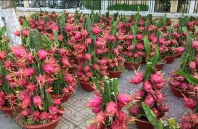 临沧人吃了一辈子的29种水果竟然是这样长出来