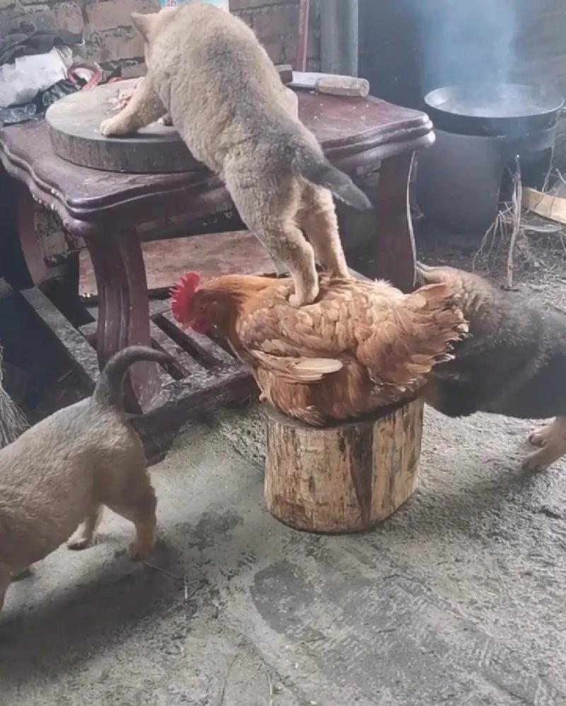 三只狗轮流踩鸡背上桌吃肉网友着急鸡你不反抗嘛