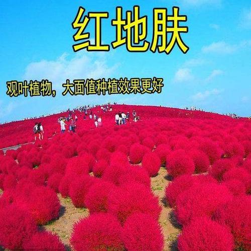 江苏沭阳县 地肤种子红绿地肤草子球形花海庭院室外四