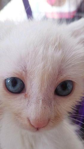 蓝眼波斯异瞳长毛波斯—石家庄波斯猫