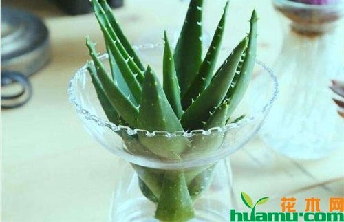 芦荟水培养护技巧
