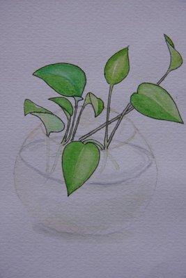 植物盆栽写生绿萝银奖线描画-写生绿萝绿萝植物写生怎么画绿萝植物