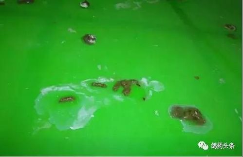 毛滴虫球虫引起的节状水便