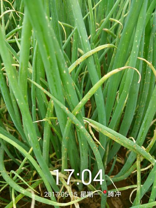 葱锈病防治