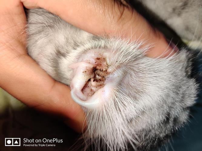 【求助】请问这个症状是耳螨吗