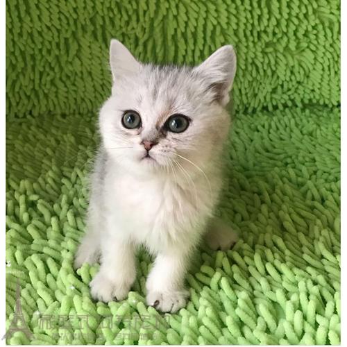 cfa猫舍出售家养英短银渐层 英国短毛猫纯种银色渐层活体幼猫gg