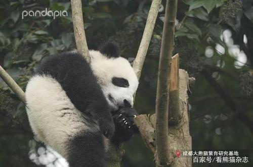 "热干面":"闲来无事熊熊愁,不如自挂东南枝~"