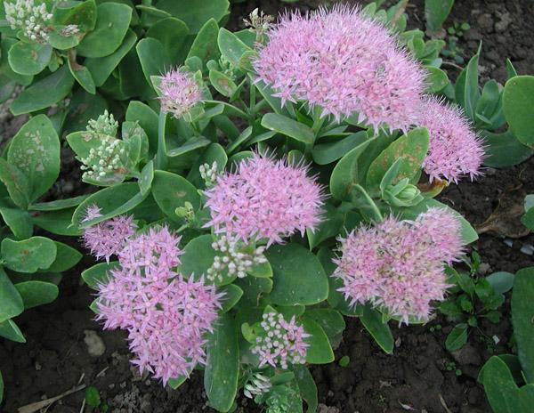 八宝景天养殖方法八宝景天图片药用价值