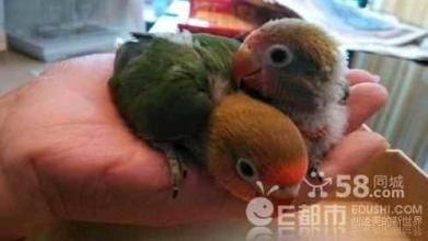 牡丹鹦鹉越大颜色越鲜艳还小时候颜色鲜艳