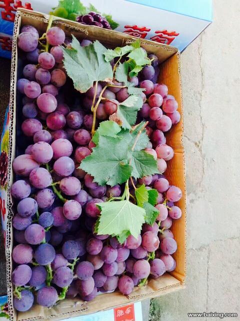 自家葡萄送货上门70一箱