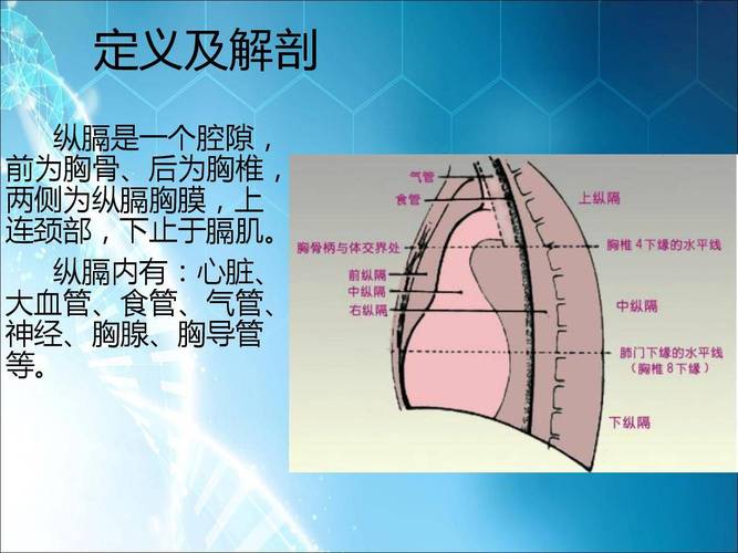 纵膈体位解剖图
