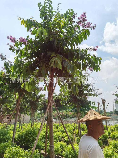 大叶紫薇批发 大花紫薇价格 米径10公分 价格600元