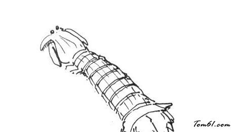 简笔画皮皮虾走起皮皮虾简笔画