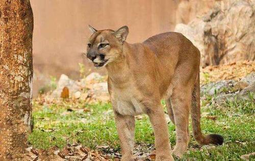地球上10大即将灭绝的动物第一仅剩一只华南虎第二野生已灭绝