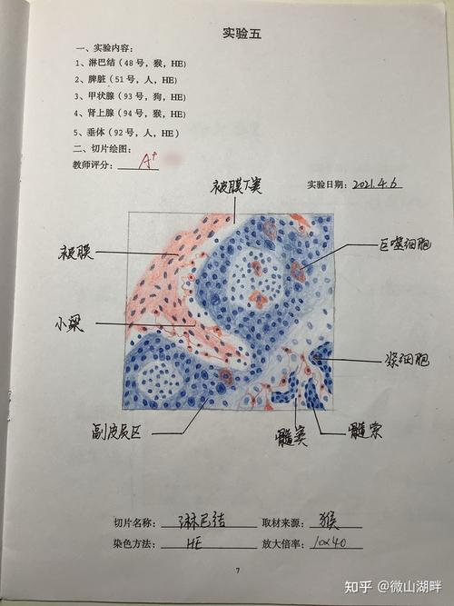 组胚实验红蓝铅笔手绘图