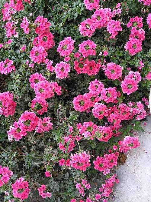 适合春天播种的花,土里撒一把种子,开花一大片