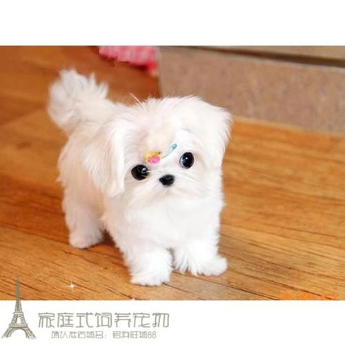 家养赛级健康韩国进口马尔济斯犬幼活体宠物狗狗