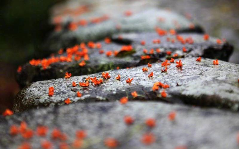 清新唯美桂花图片桌面壁纸