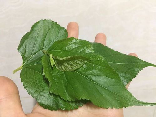 原来种桑还有好寓意!阳台可持续种多年生果树-桑树,桑叶和桑葚