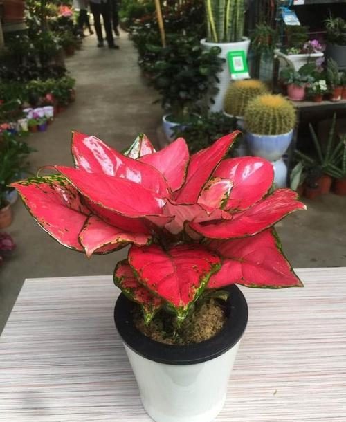 如意皇后水培还是土培?