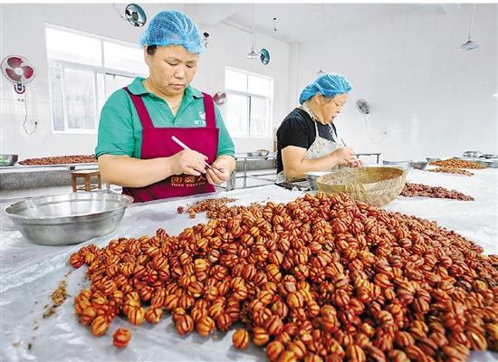 临安山核桃加工新模式助农增收 小小团圆仁颗颗致富果