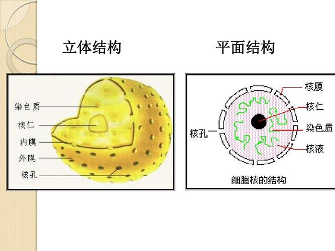 3《细胞核的结构和功能》课件(新人教版必修1)