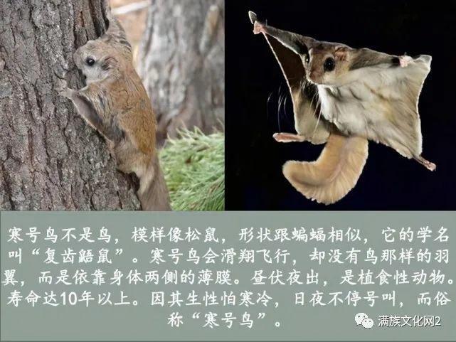 俗话说"小寒节气到,山中寒号鸟叫",你知道寒号鸟是什么鸟吗?