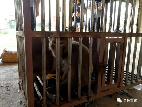 在嫌疑人家中,当场查获野生猕猴1只,鹧鸪38只,野鸡8只,画眉3只,八哥2