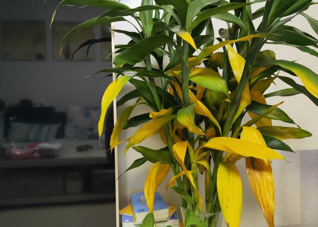 富贵竹黄叶子"传染"?它有"5怕",避开后,养多久都油绿