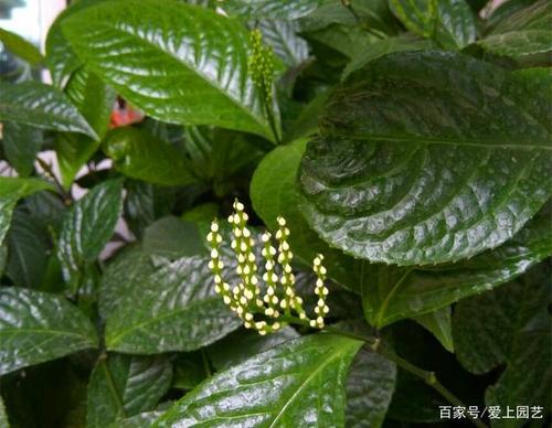 "阴不死的珠兰"花如珍珠,馥郁如兰,一棵就能芳香盈室!