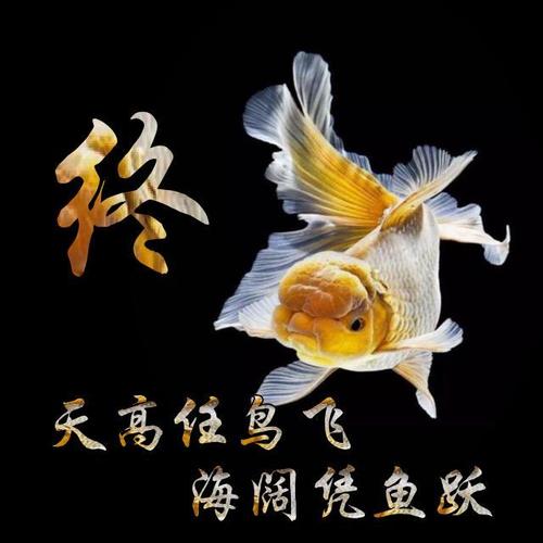自由自在的金鱼,金鱼姓氏头像