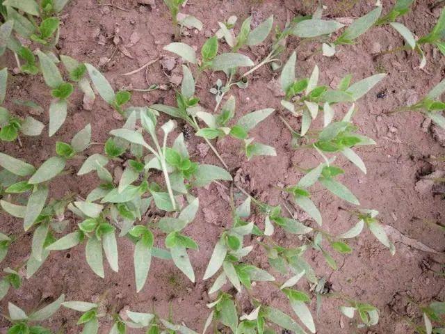 辣椒幼苗"小脚""霉根""站着死"是啥原因?如何诊断识别